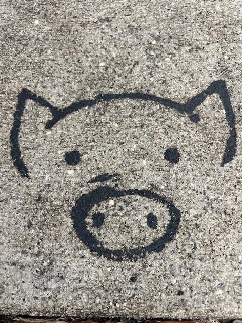 The Crazy Pig in Davidson