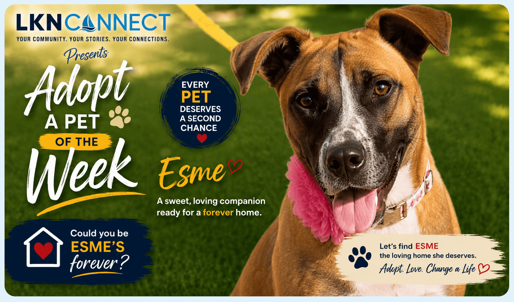 Adopt a Pet of the Week: LKNConnect Rescue Pet of the Week