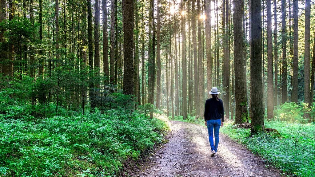 Slow Forest Bathing
