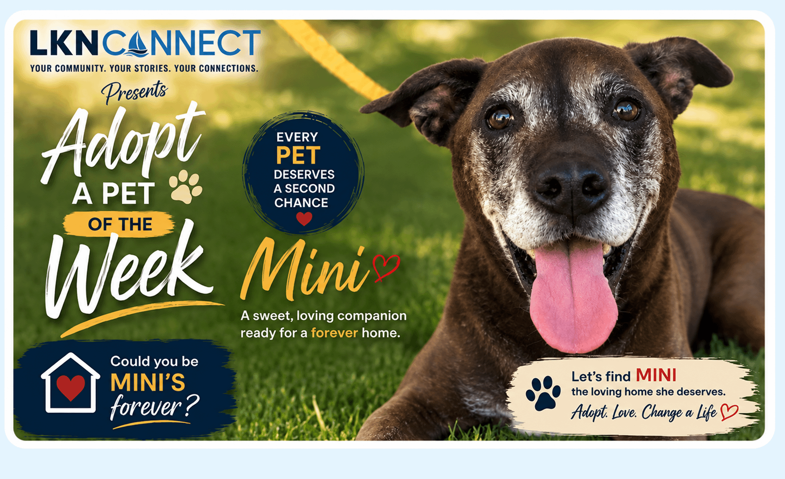 Adopt A Pet Of The Week: LKNConnect Rescue Pet Of The Week
