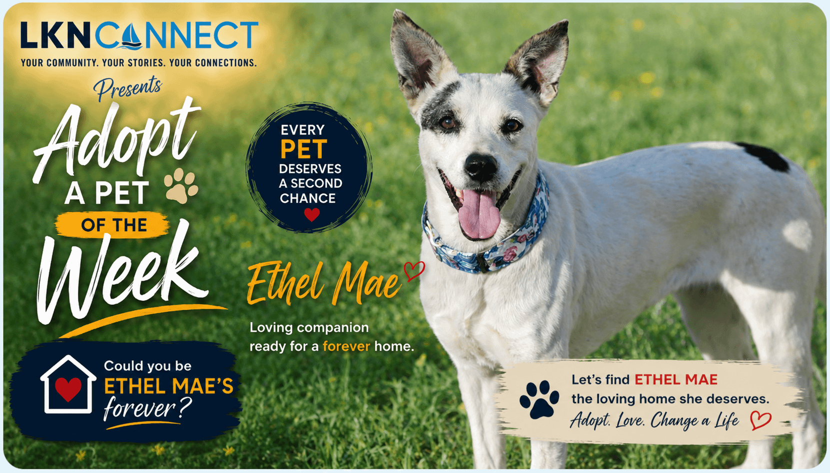 LKNConnect Rescue Pet of the Week — Expanding Our Reach