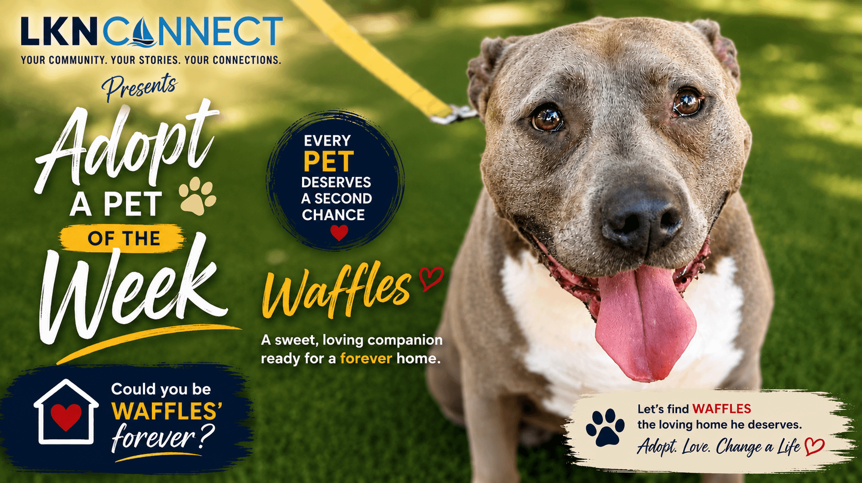 Adopt a Pet of the Week: LKNConnect Rescue Pet of the Week