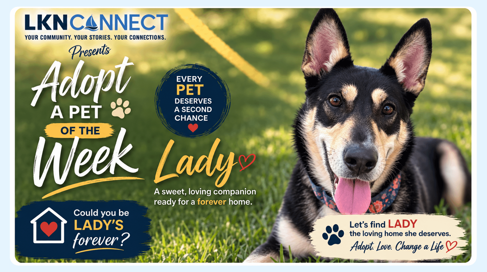 Adopt A Pet Of The Week: LKNConnect Rescue Pet Of The Week