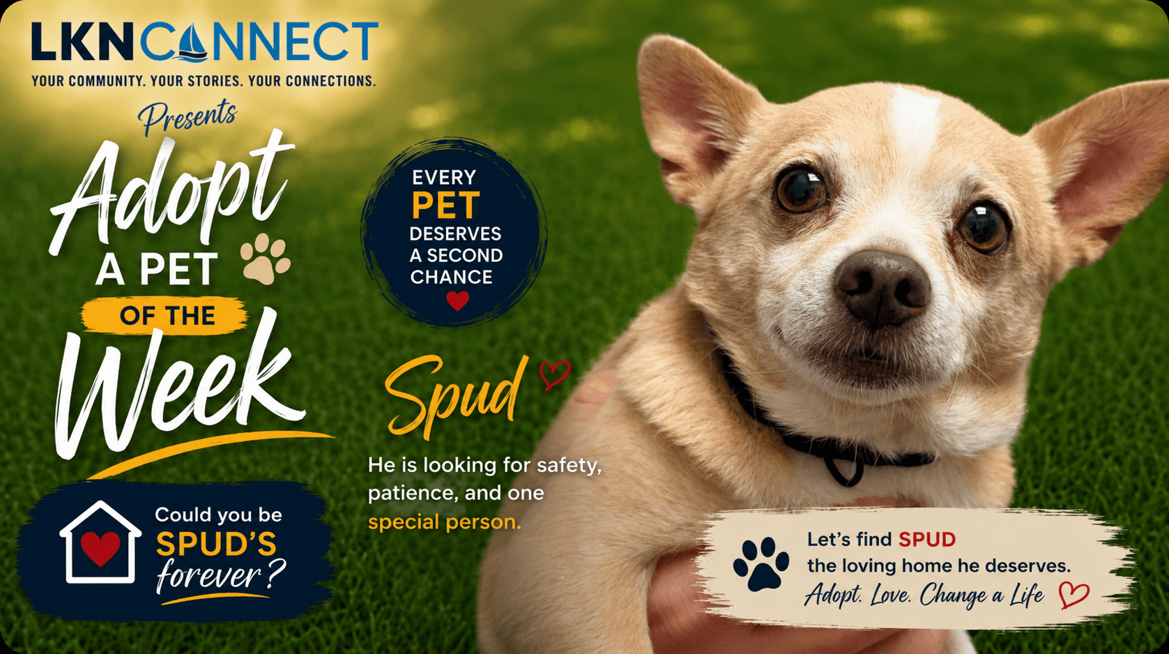 LKNConnect Rescue Pet of the Week: Adopt Spud, Our Pet of the Week