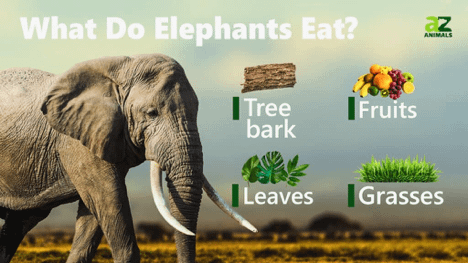 What Elephants Eat