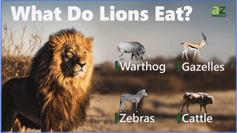What Do Lions Eat?
