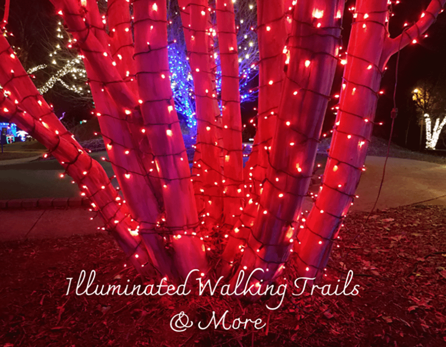 Holiday Lights & Walk in Charlotte