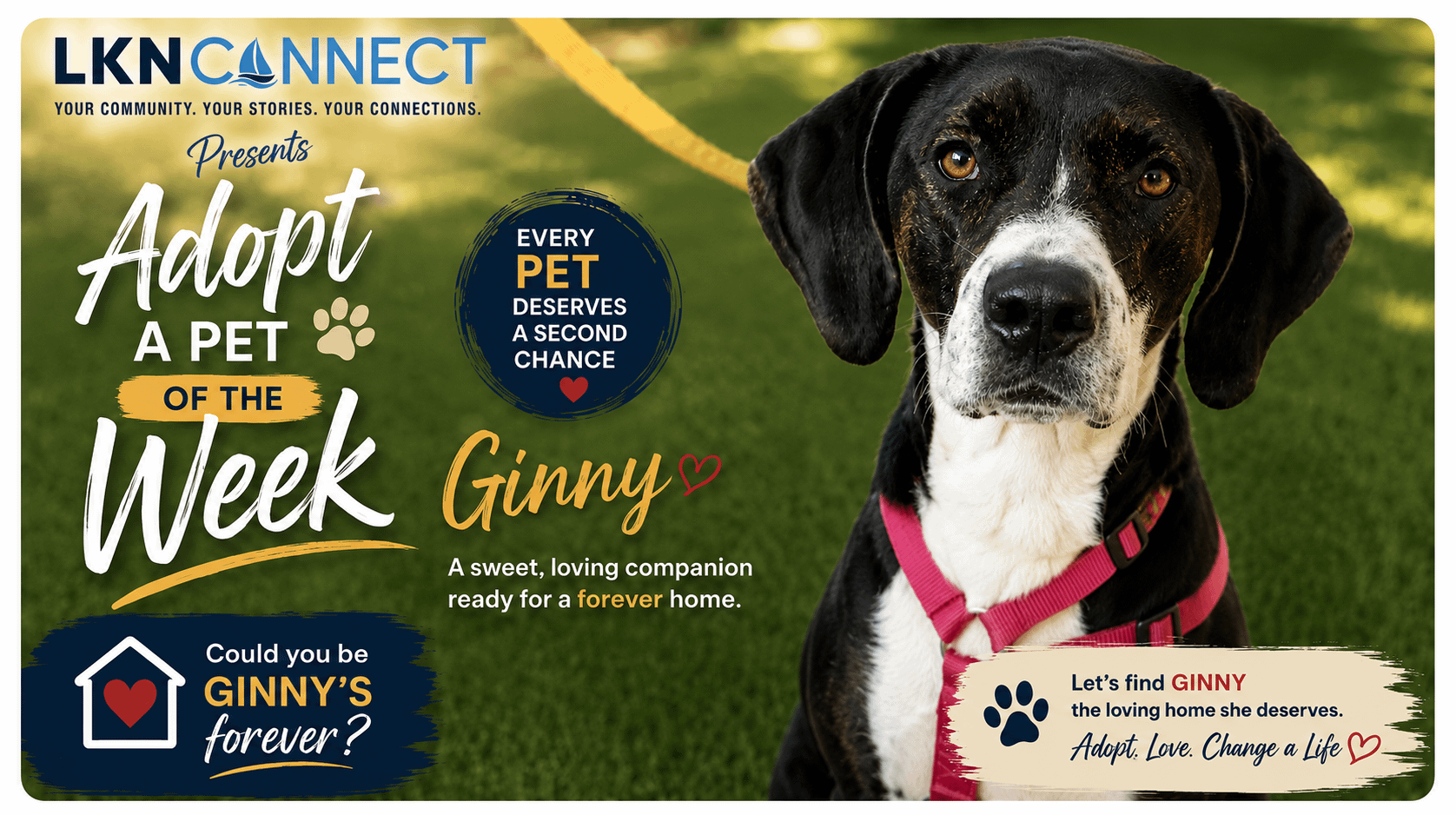 Adopt a Pet