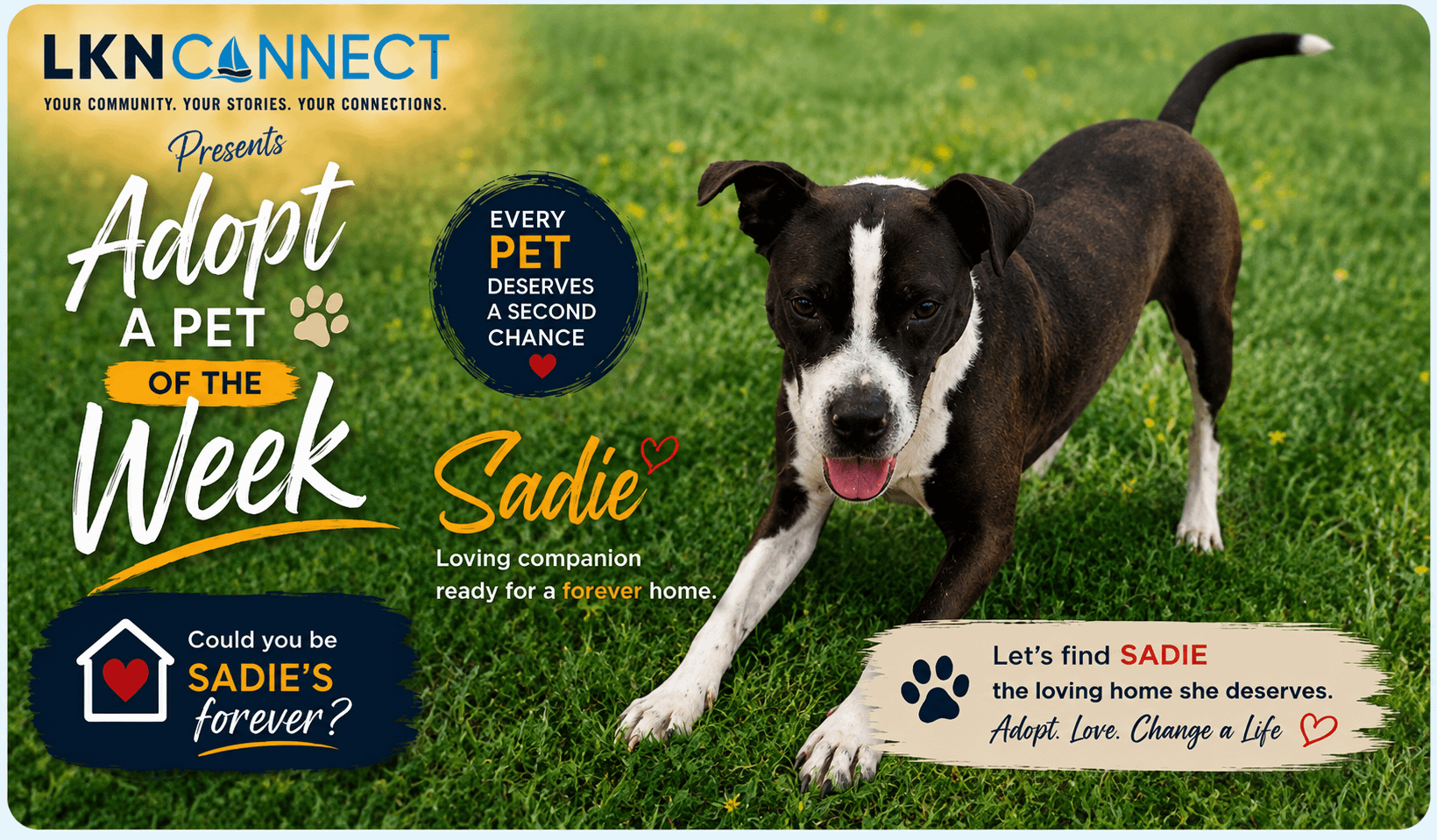 Adopt a Pet of the Week -