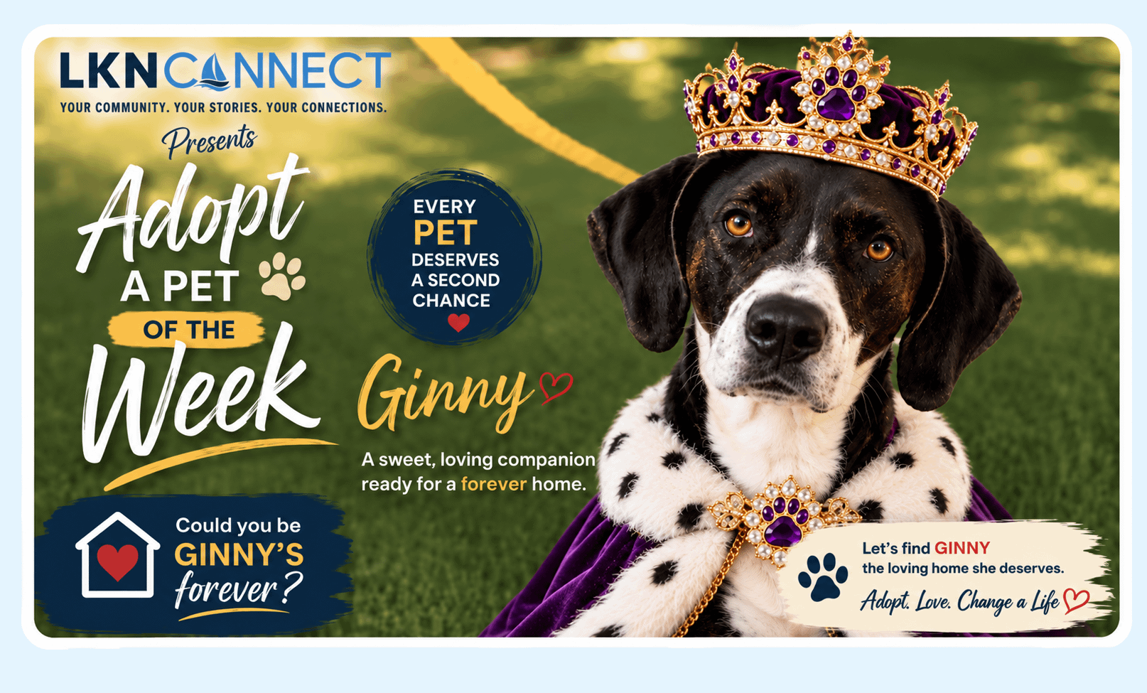 Adopt a Pet of the Week - Meet Ginny